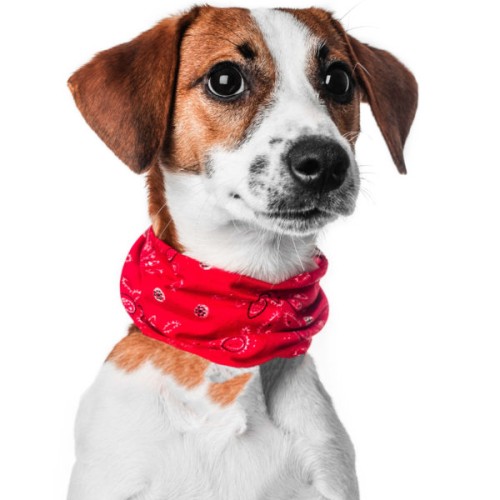 Komin dla psa z drukiem sublimacyjnym, poliester 25 x 27 cm, cena dla 100 szt. (możliwość zamówienia od 1 szt.)