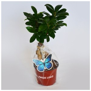 Fikus bonsai